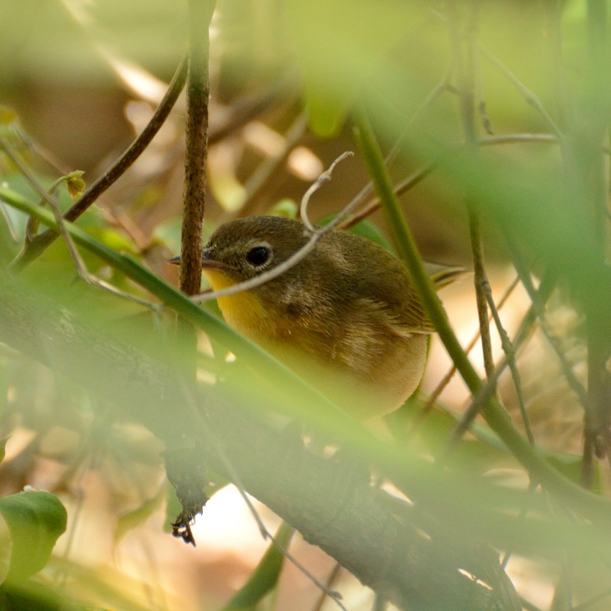 Common Yellowthroat - ML55276701