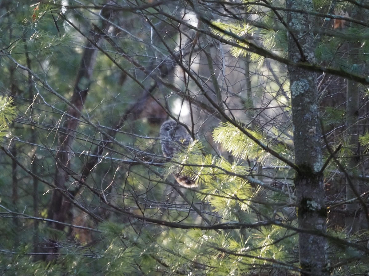 Barred Owl - ML552767161