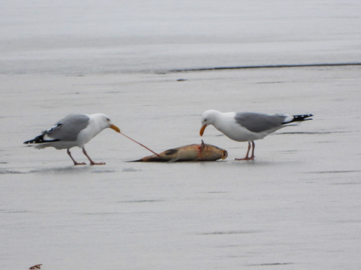 Gaviota Argéntea - ML552767181