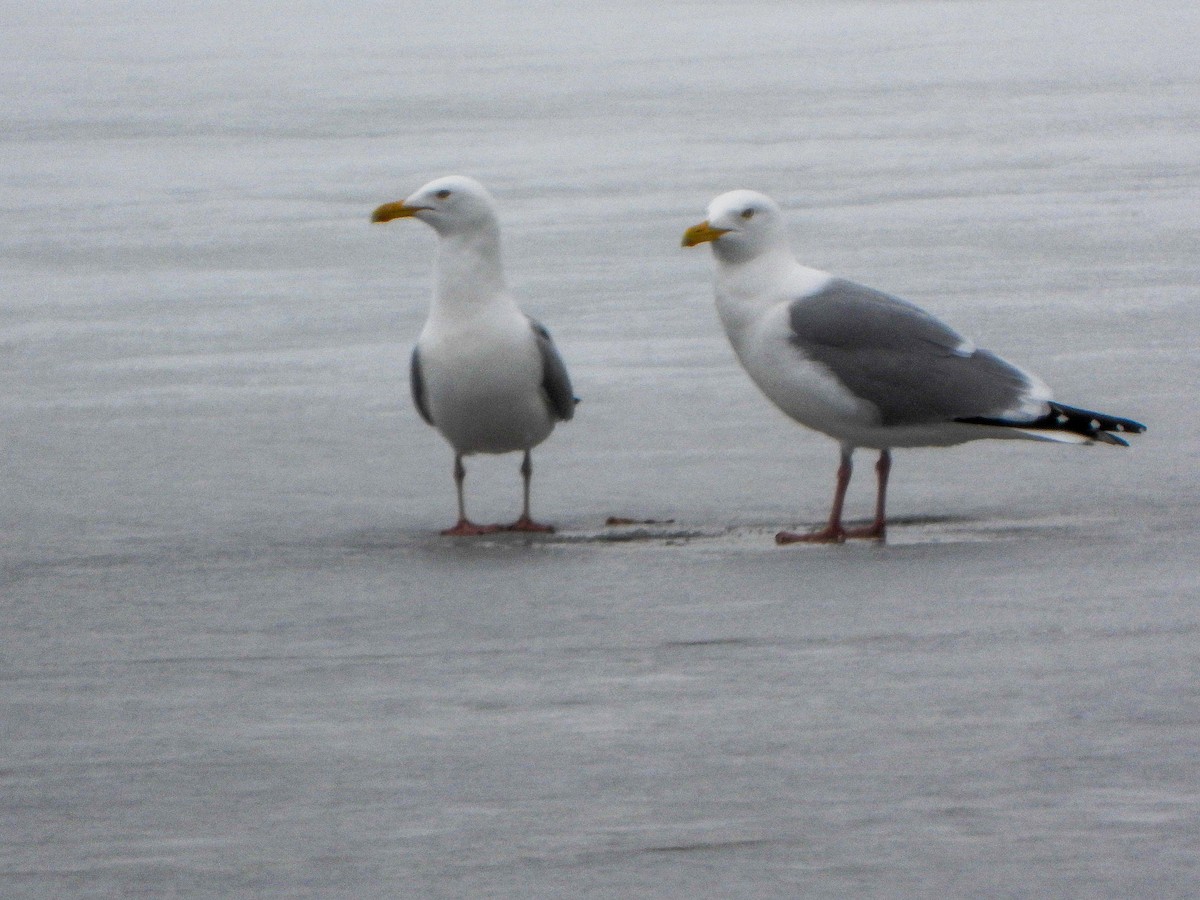 Gaviota Argéntea - ML552767191