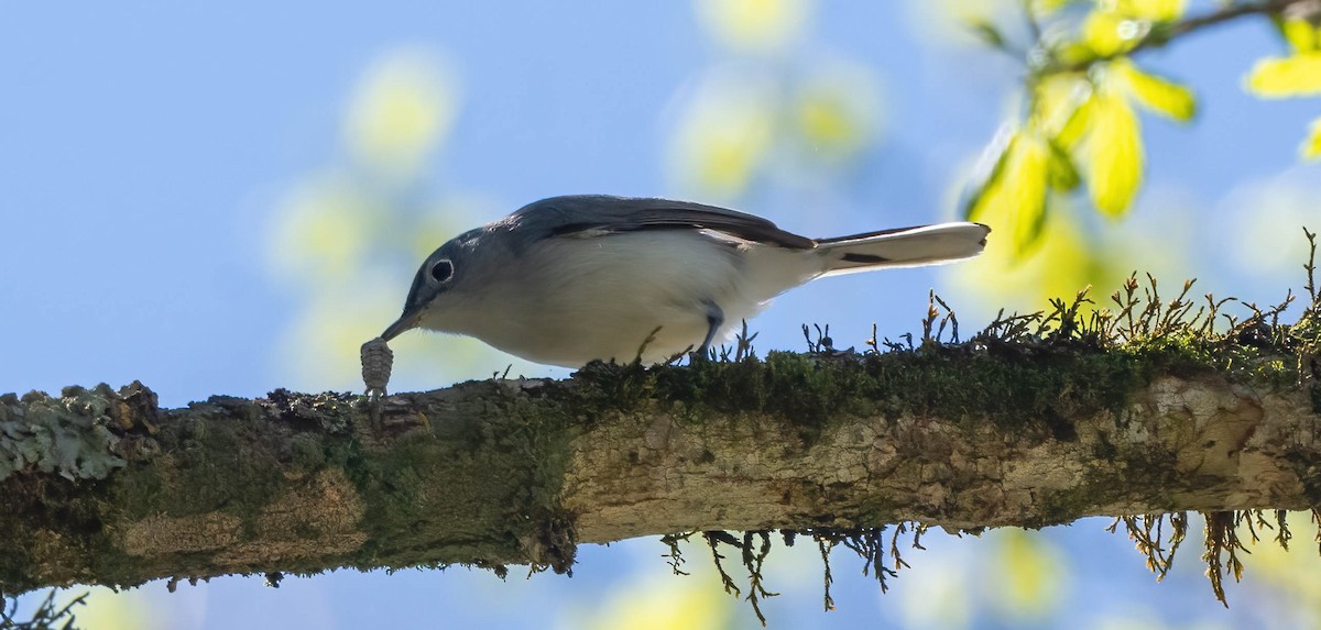 Blue-gray Gnatcatcher - ML552767971