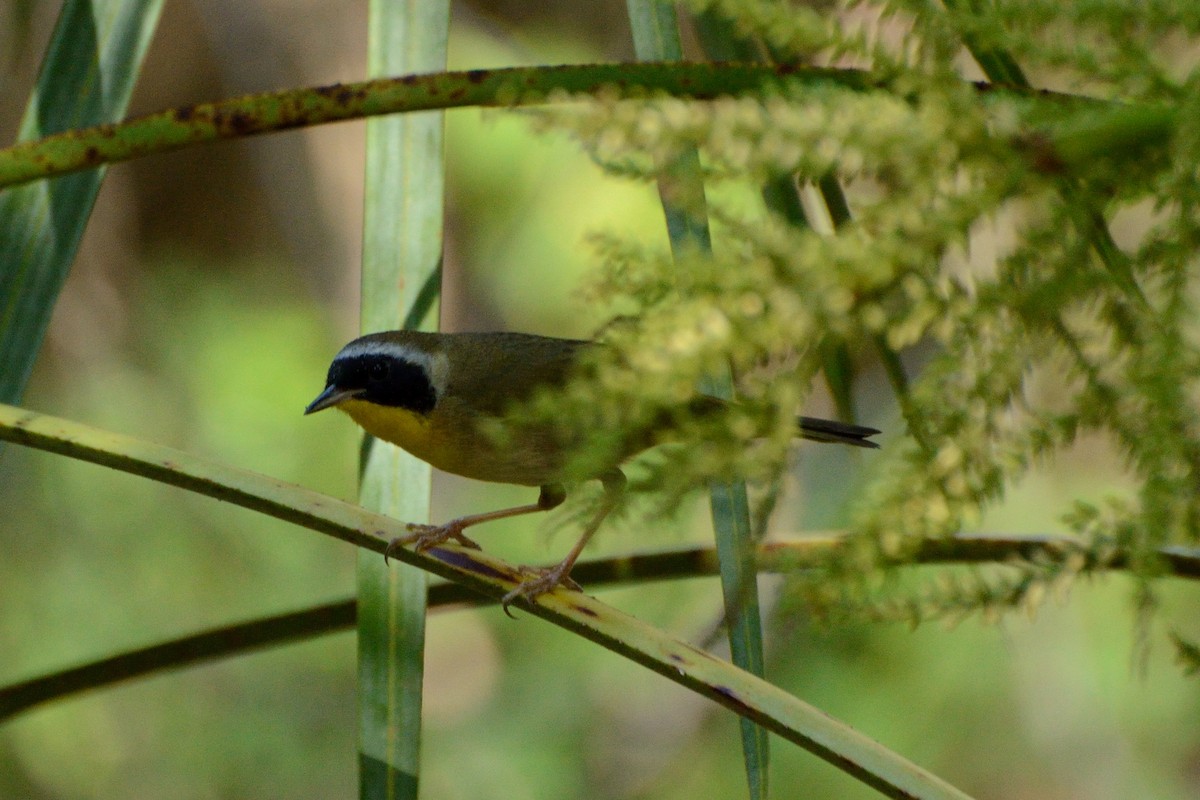 Common Yellowthroat - ML55276831