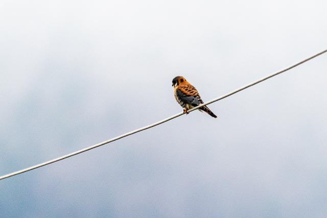 American Kestrel - ML552768631