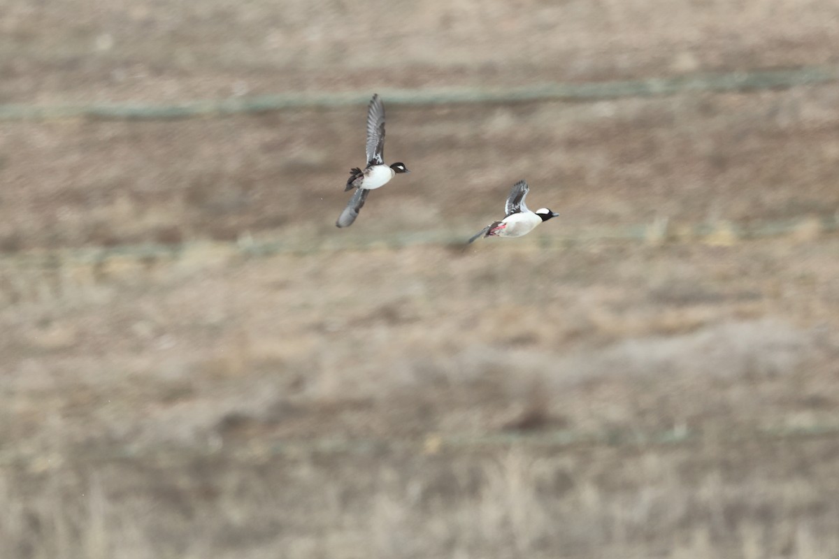 Bufflehead - ML552770901