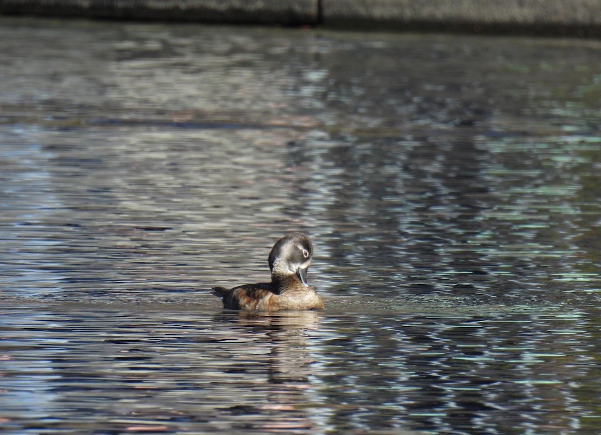 Ring-necked Duck - ML552774191