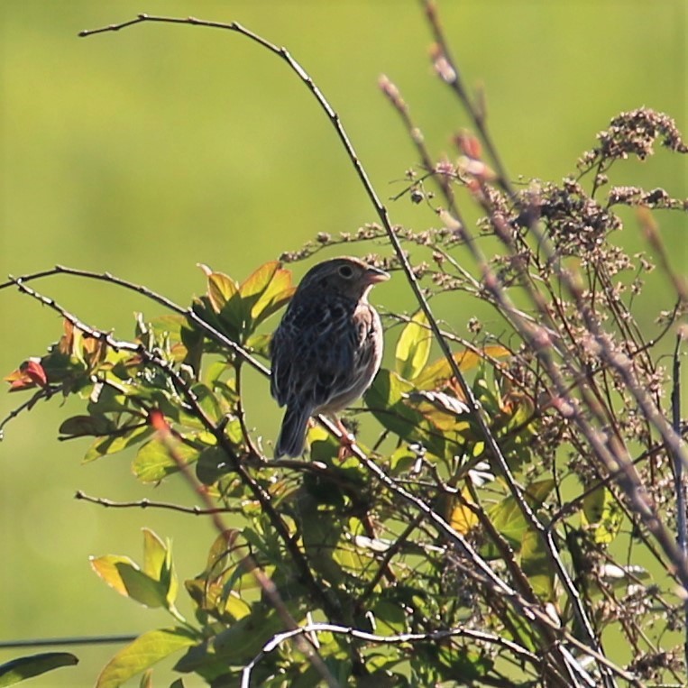 Grasshopper Sparrow - ML552774501