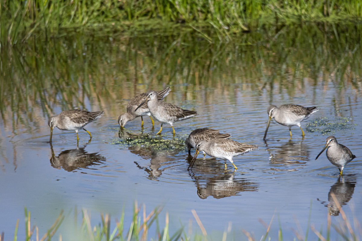 Long-billed Dowitcher - Fran Meyerson