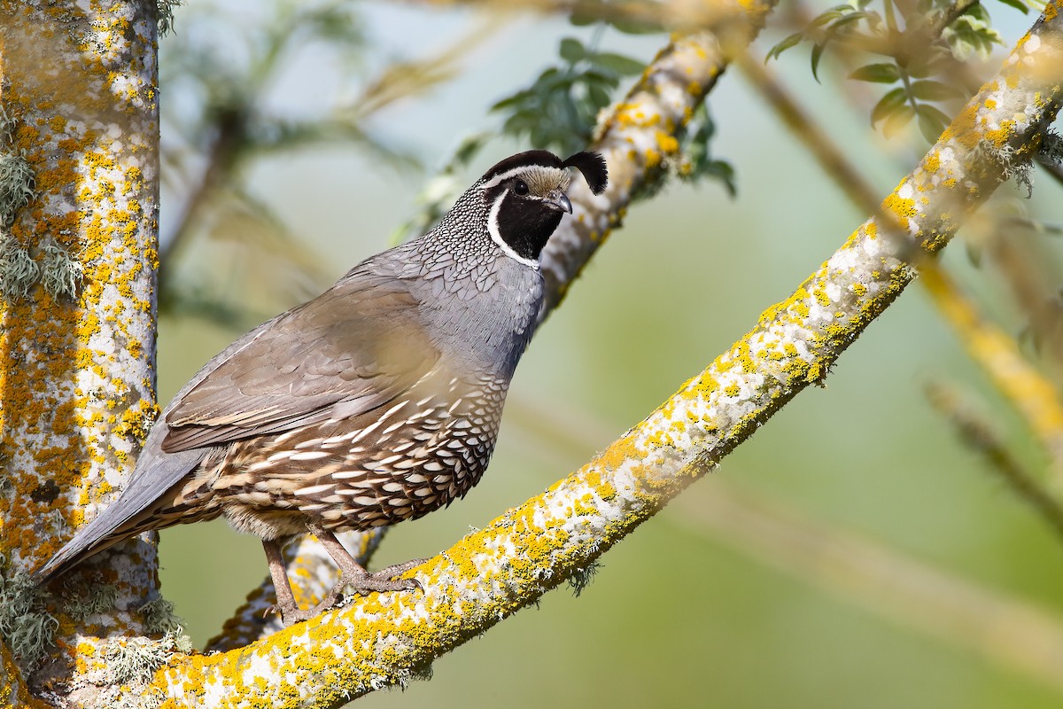 California Quail - ML552776861