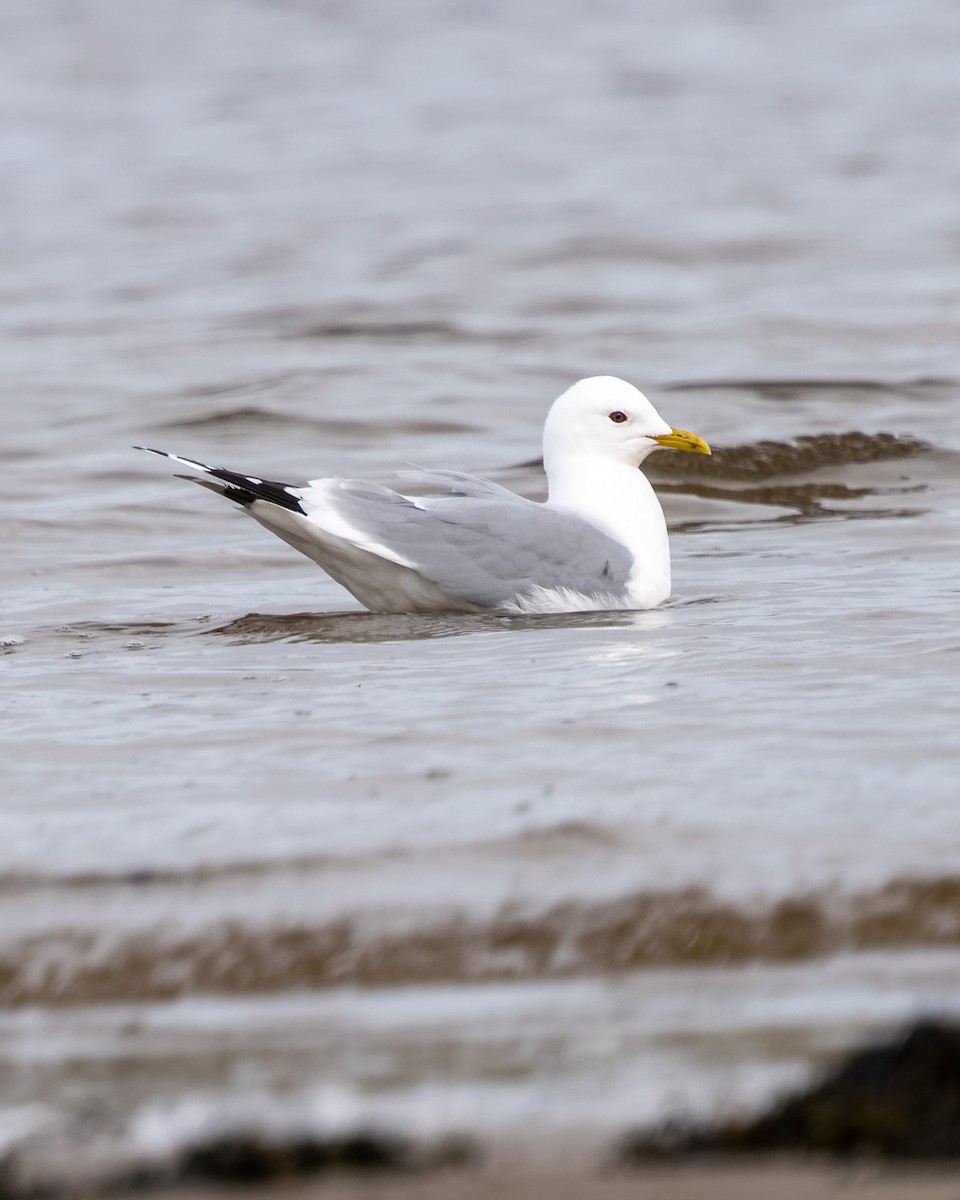 Common Gull - ML552777161