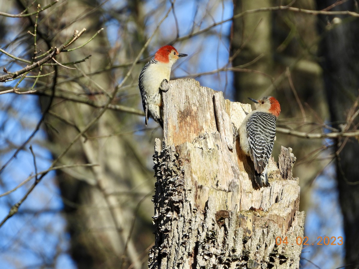 Red-bellied Woodpecker - ML552777741