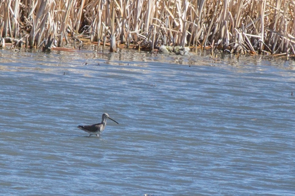 Long-billed Dowitcher - ML552777831