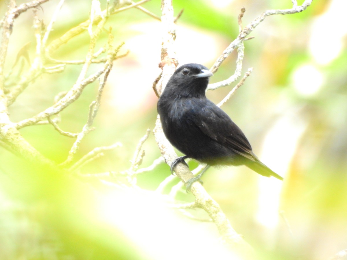 Black Manakin - ML552777891