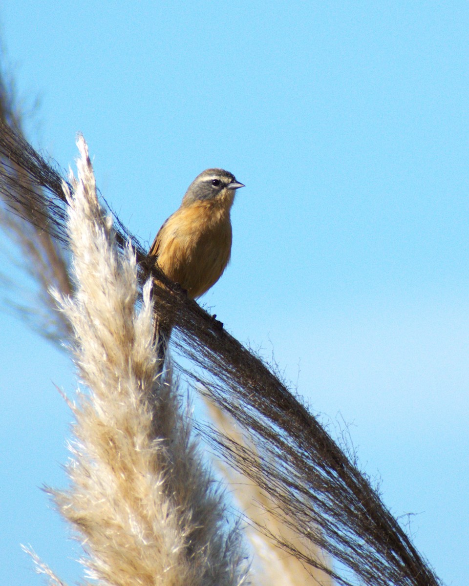 Long-tailed Reed Finch - ML552777901