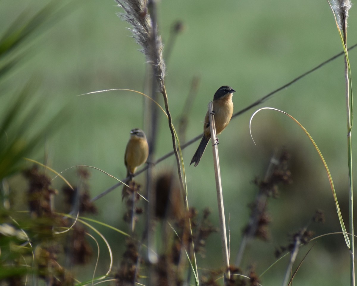 Long-tailed Reed Finch - ML552778011