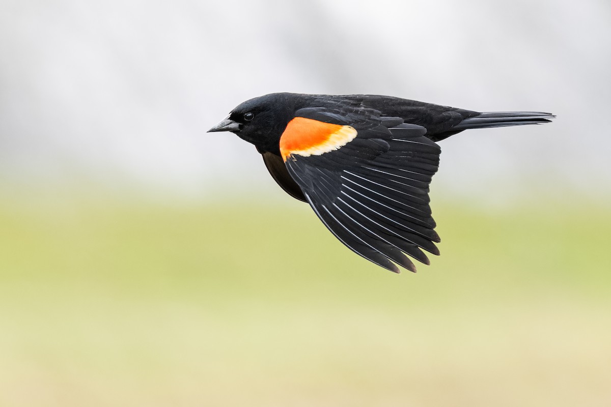 Red-winged Blackbird - ML552778131