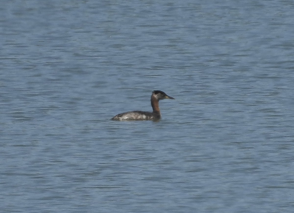 Red-necked Grebe - ML552778271