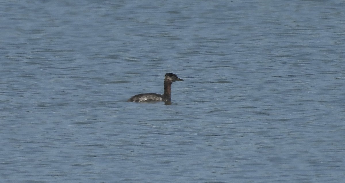 Red-necked Grebe - ML552778291