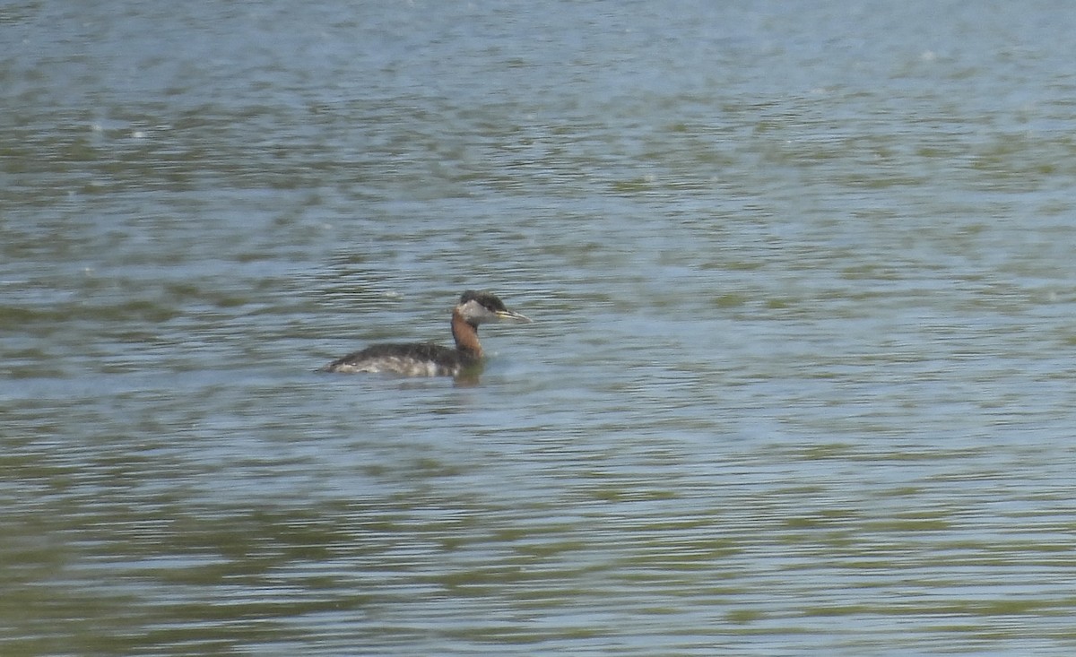 Red-necked Grebe - ML552778301