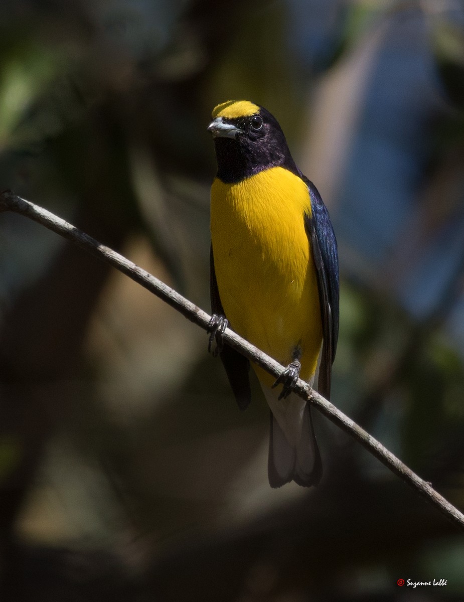 West Mexican Euphonia - Suzanne Labbé