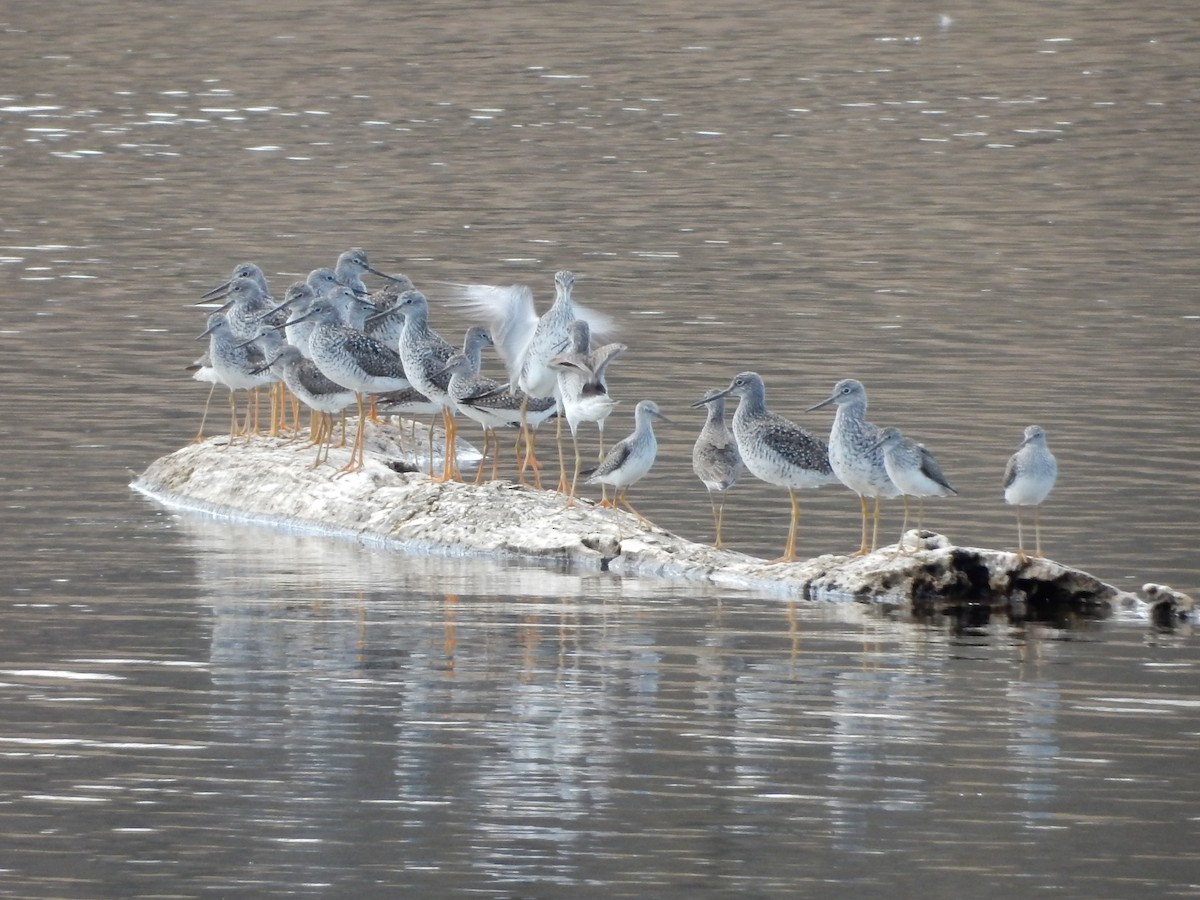 Lesser Yellowlegs - ML55278001