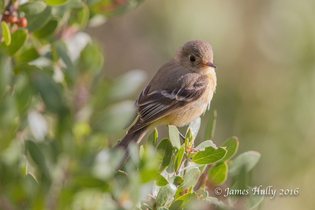 Buff-breasted Flycatcher - ML552780101