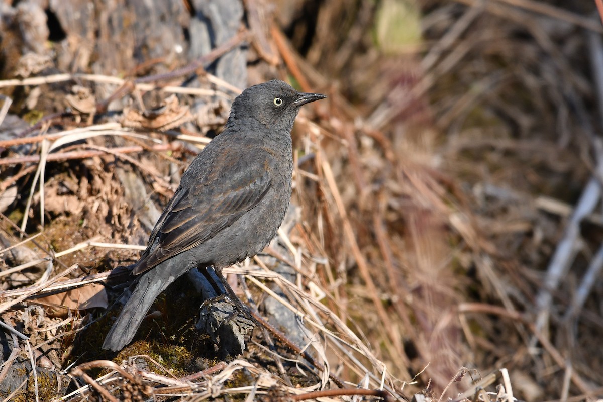 Rusty Blackbird - Mary Fredenburgh