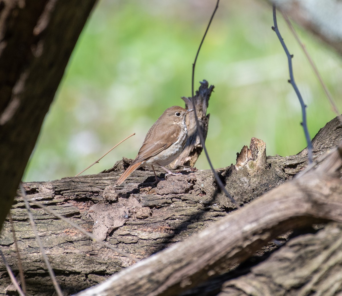 Hermit Thrush - ML552780661