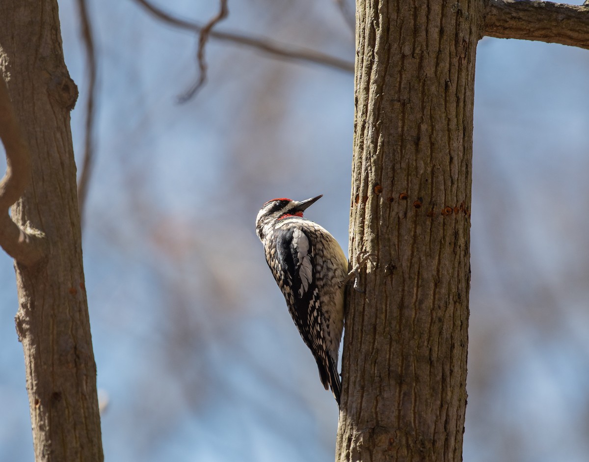 Yellow-bellied Sapsucker - ML552780811