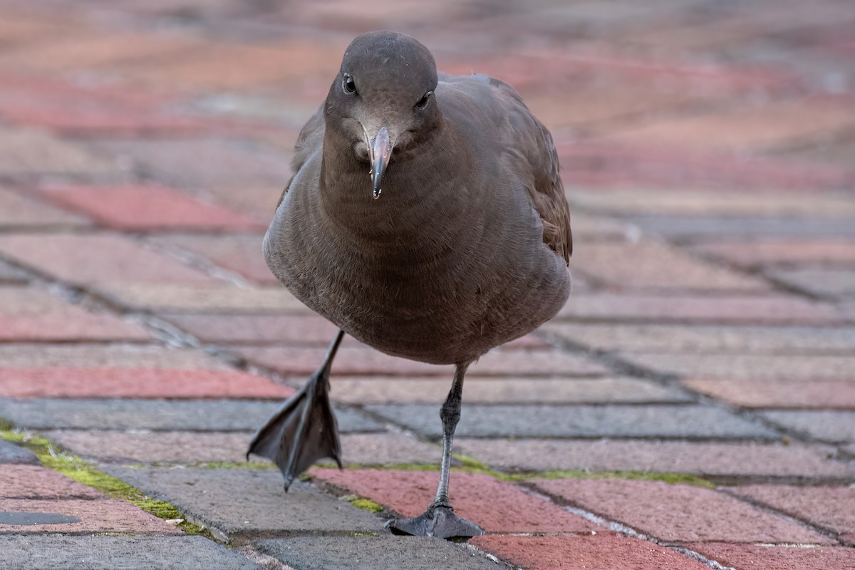 Heermann's Gull - ML552781031