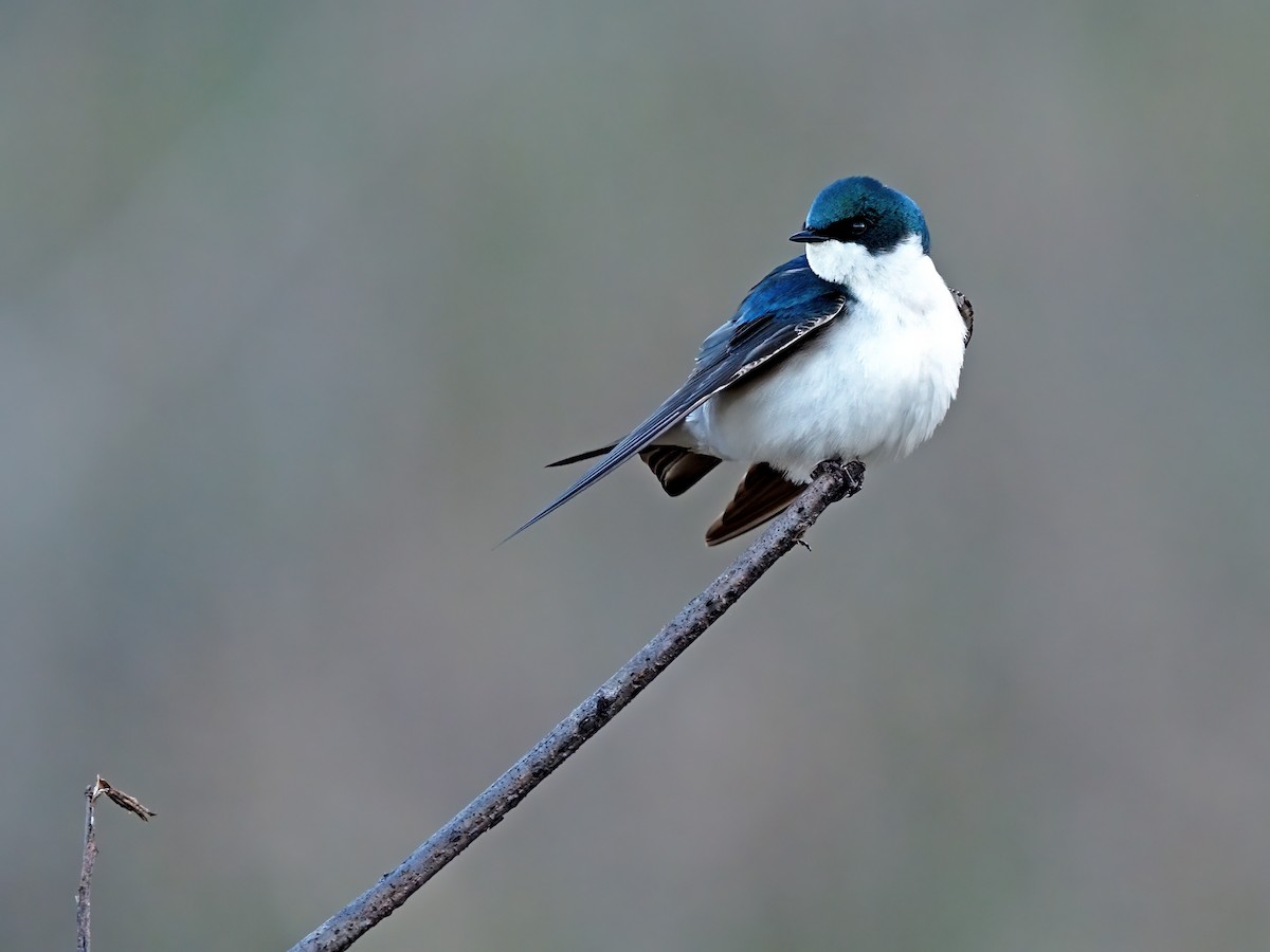 Tree Swallow - ML552781271