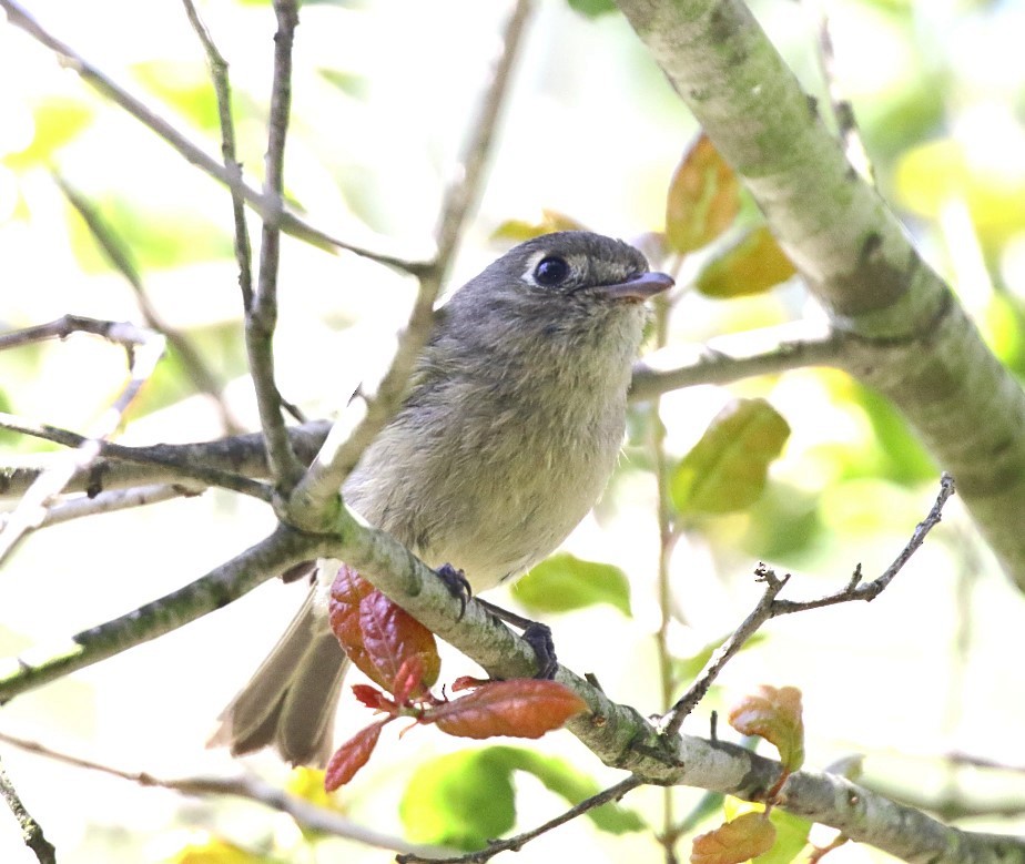 Hutton's Vireo - C. Jackson