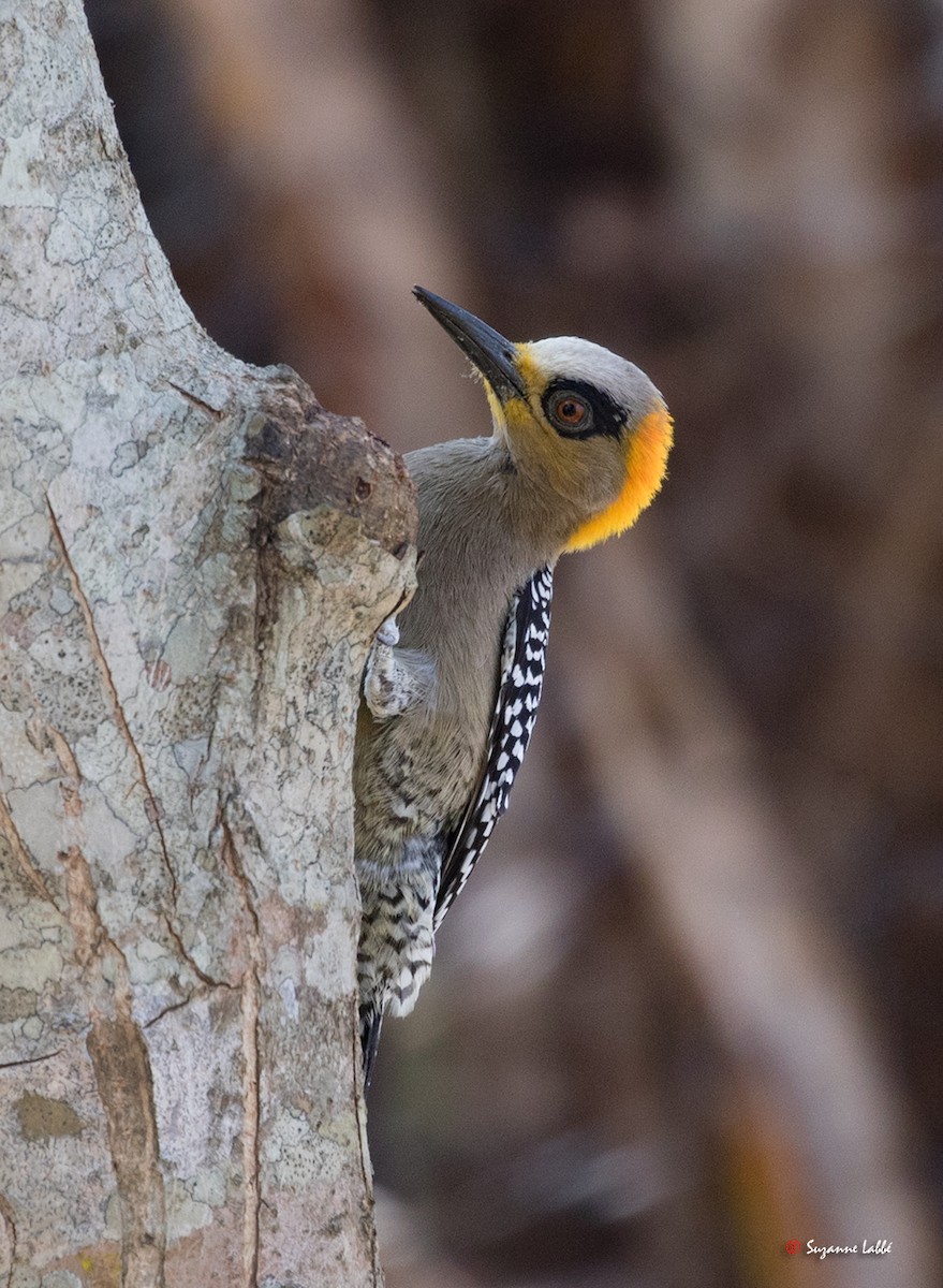 Golden-cheeked Woodpecker - Suzanne Labbé