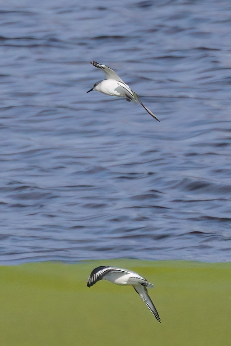 Least Tern - ML552782511