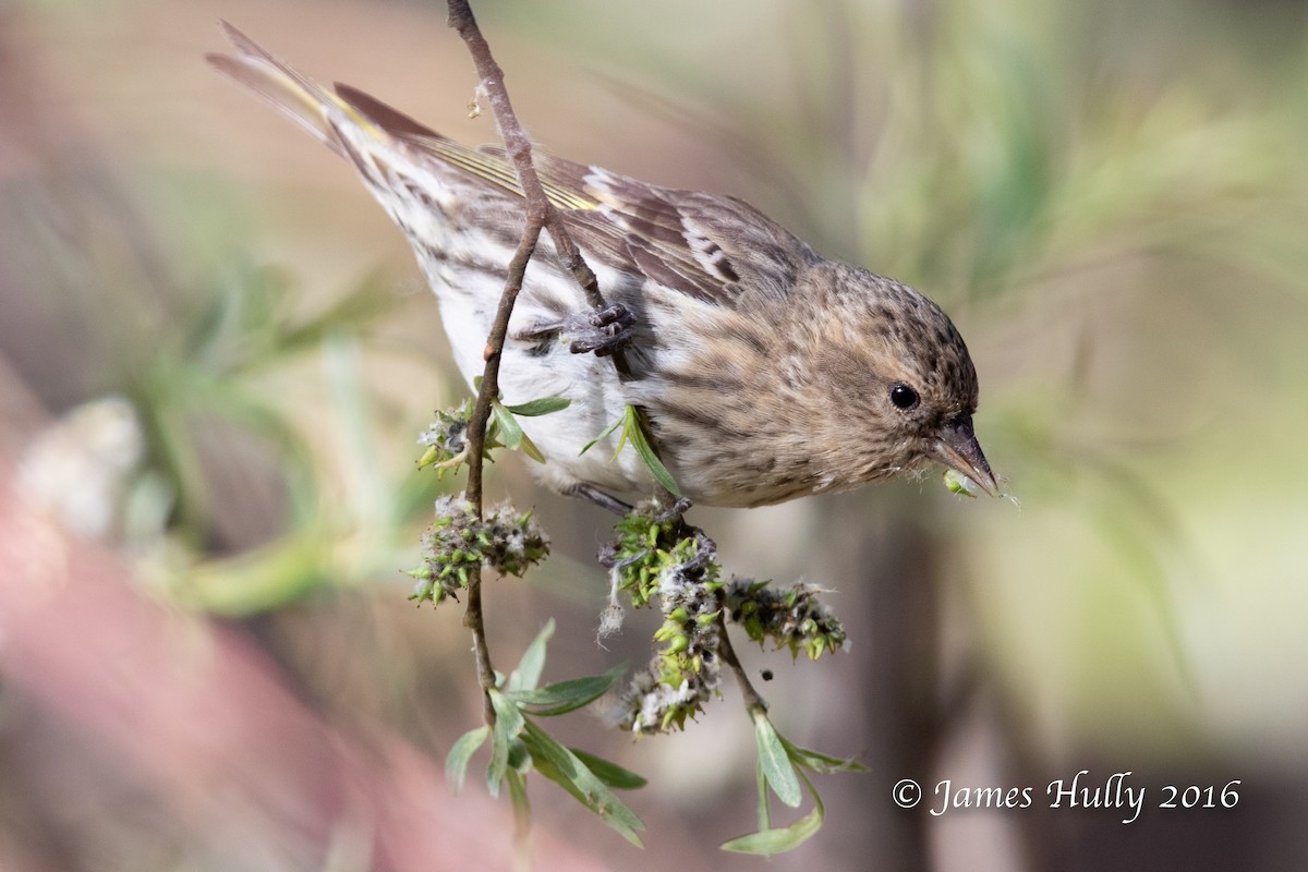 Pine Siskin - ML552783001