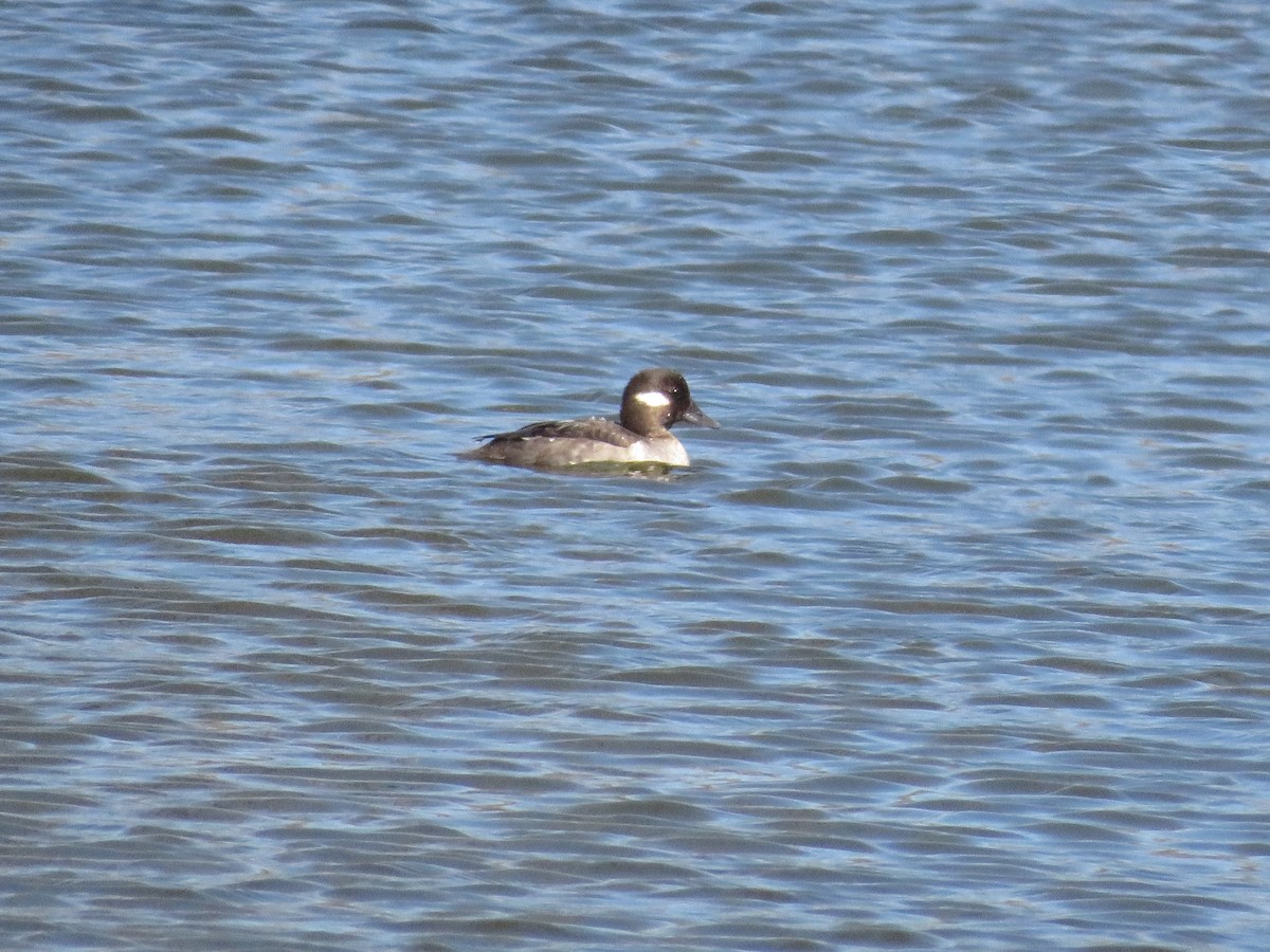 Bufflehead - ML552783091