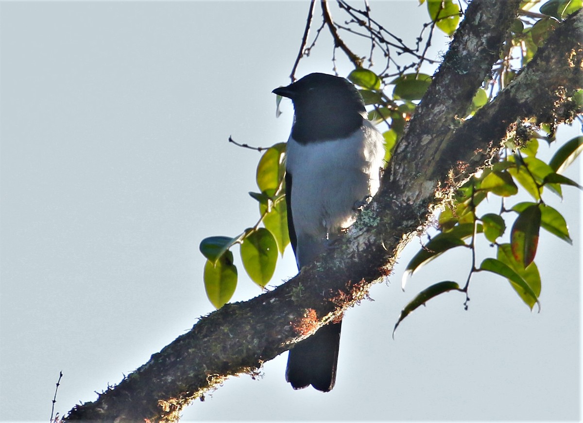 Hooded Cuckooshrike - Chris Conard