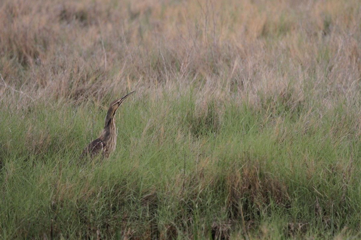 American Bittern - ML55278361