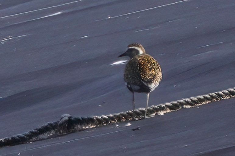 Pacific Golden-Plover - ML552784921