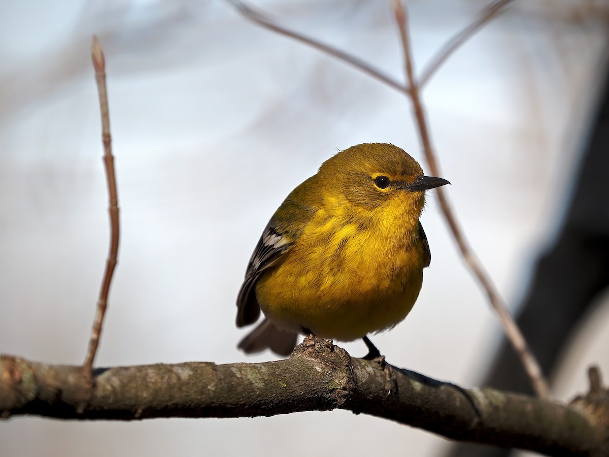 Pine Warbler - ML552786311