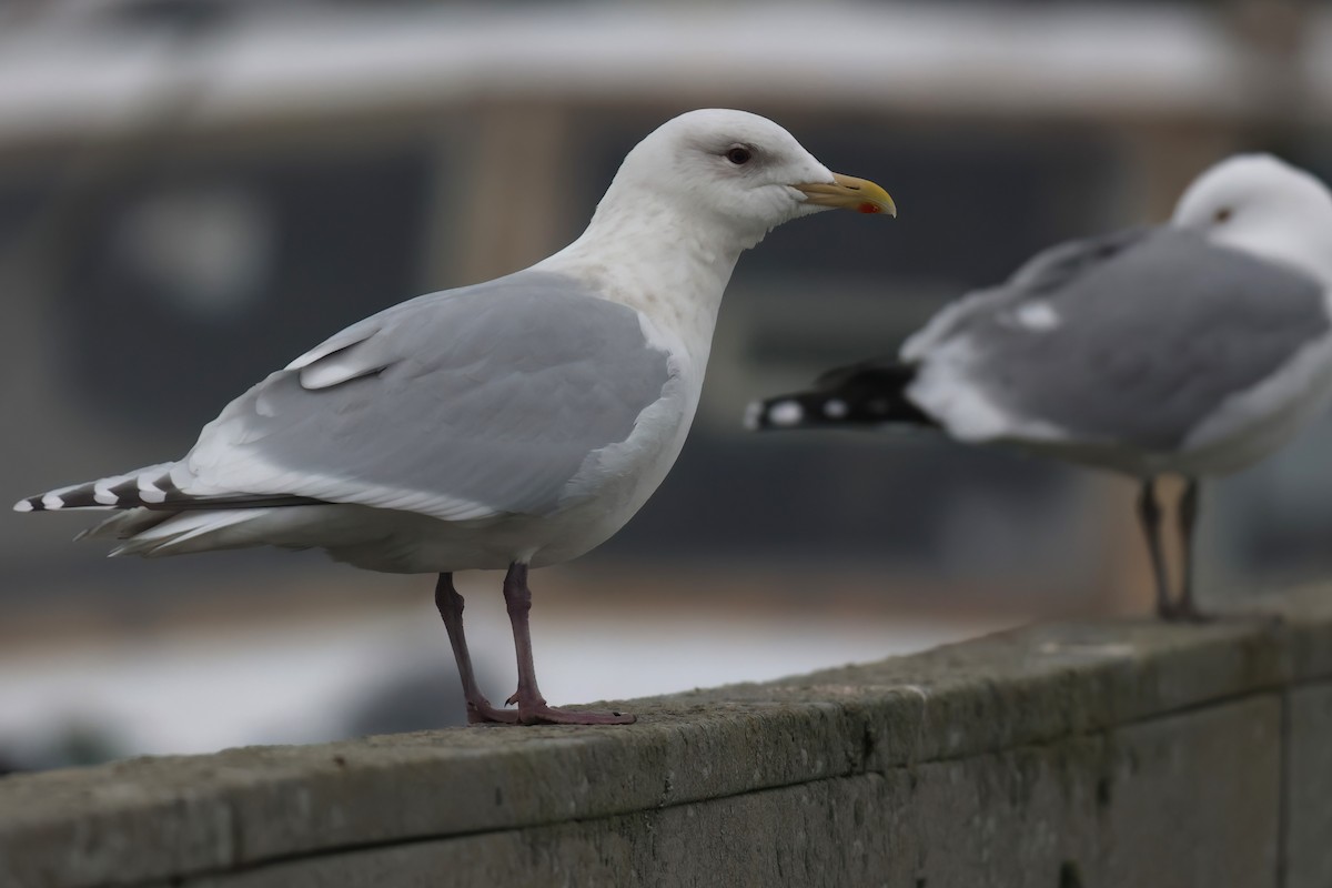 Iceland Gull - ML552788081