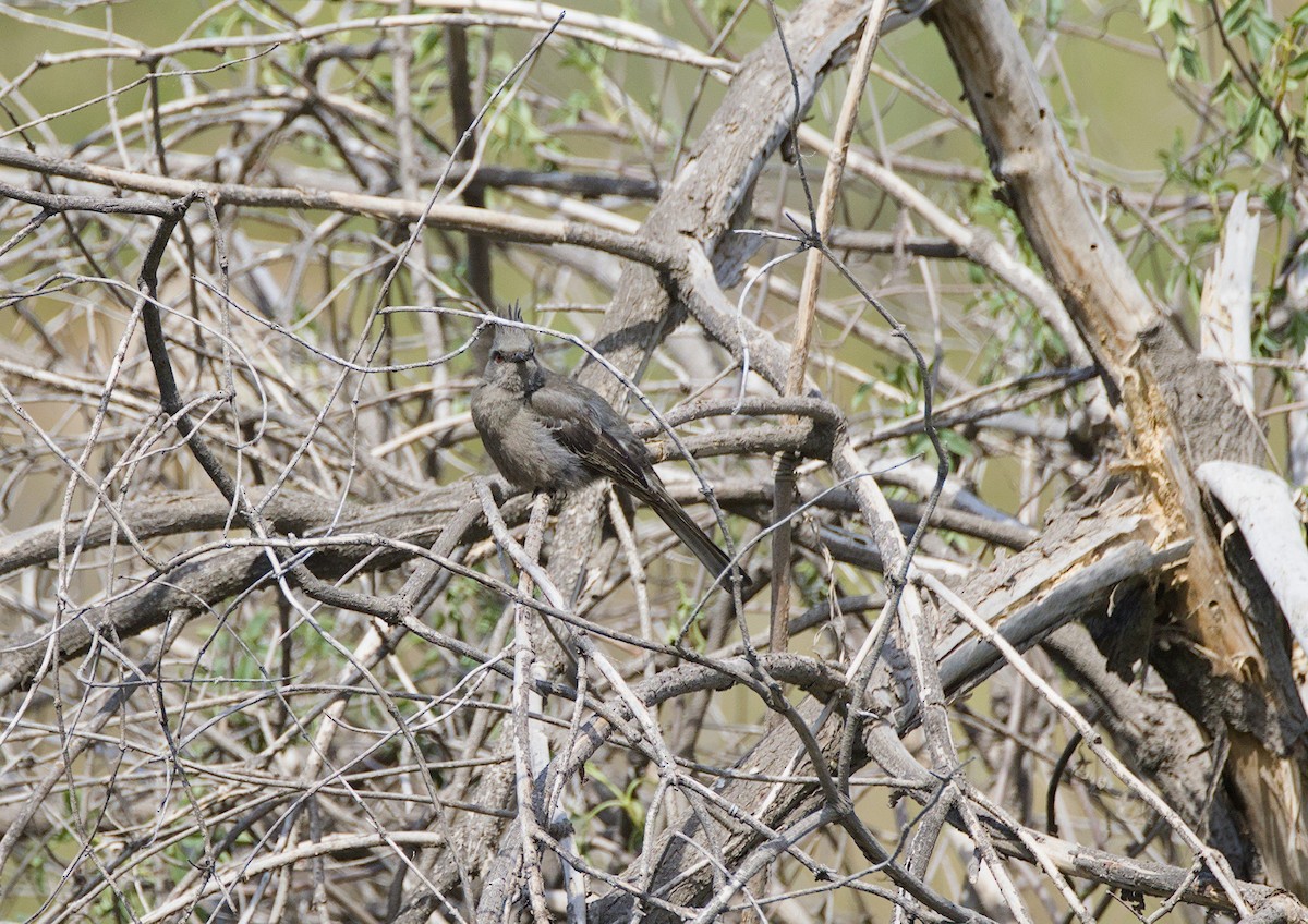 Phainopepla - Antonio Maldonado