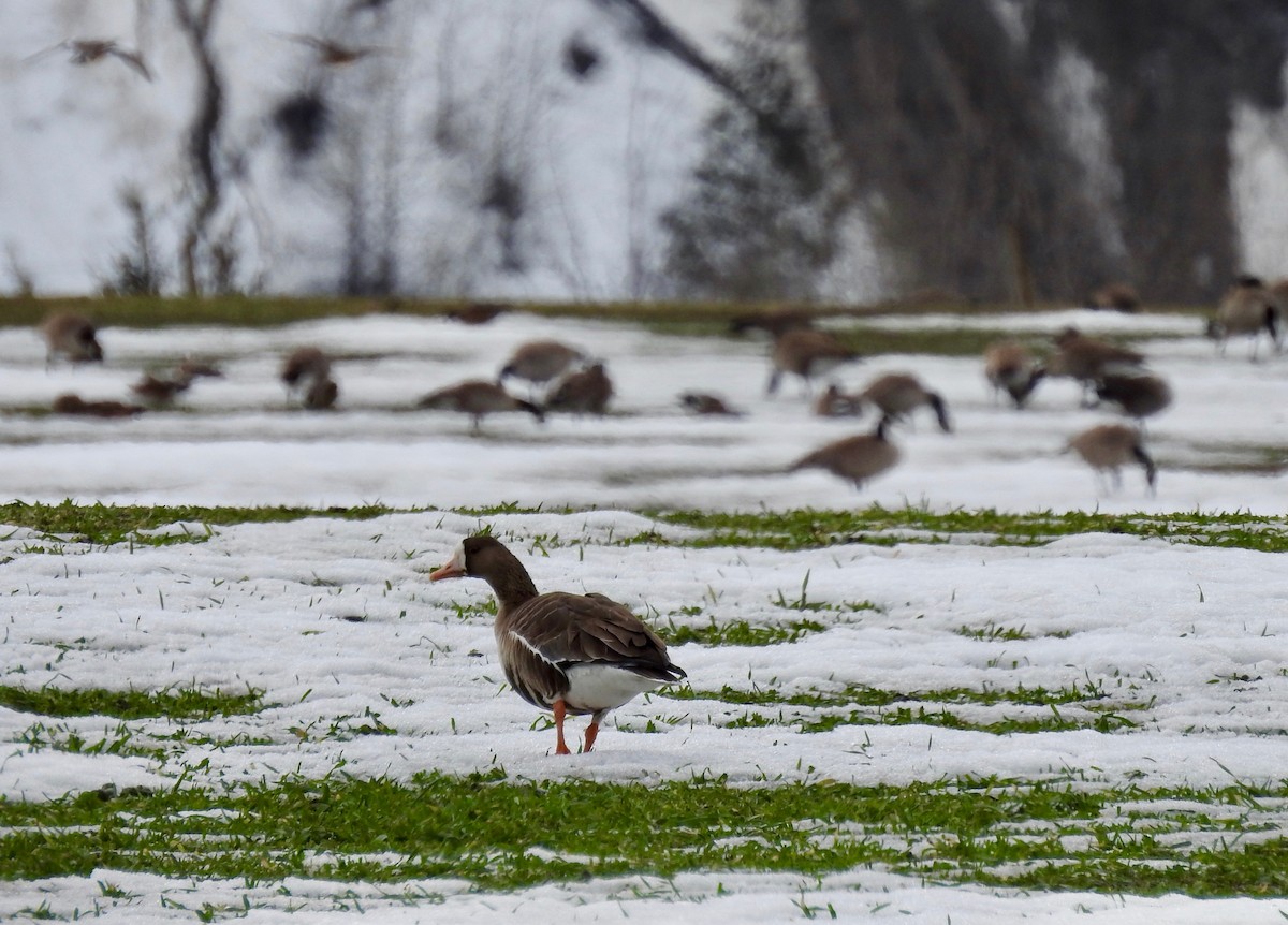 Greater White-fronted Goose - ML552789151