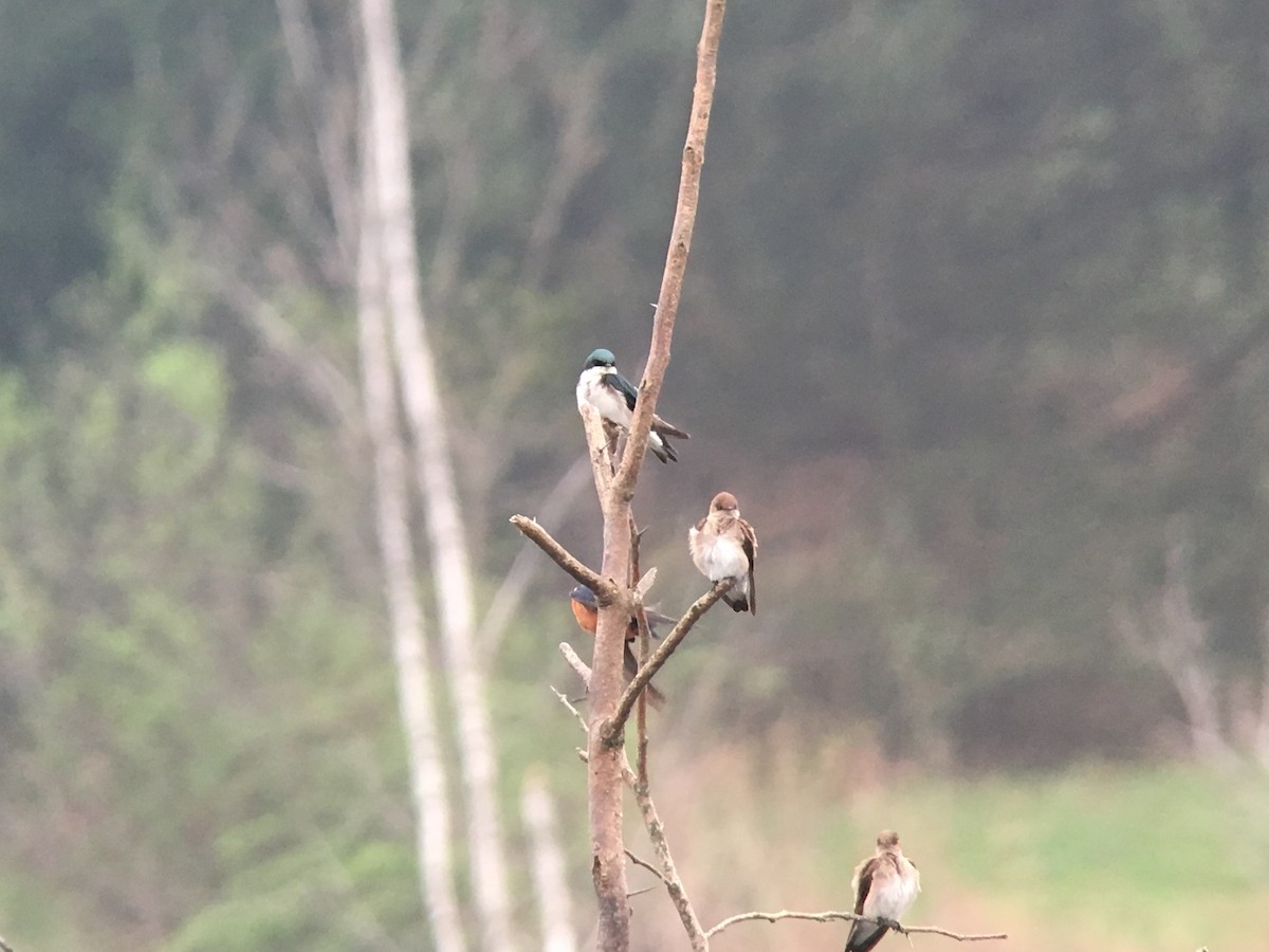 Barn Swallow - ML55278931