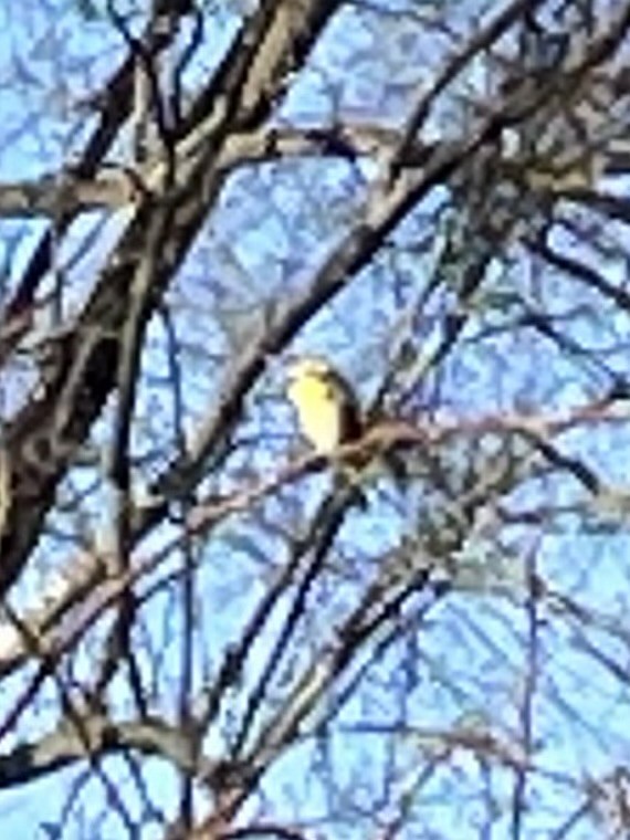 Dickcissel - ML552789811