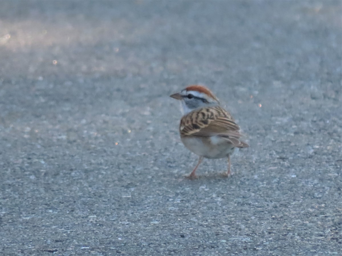 Chipping Sparrow - ML552790181