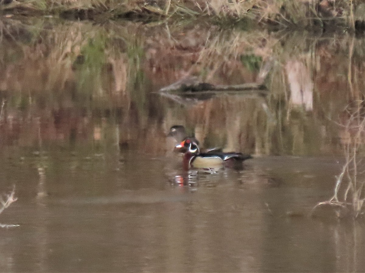 Wood Duck - ML552790231