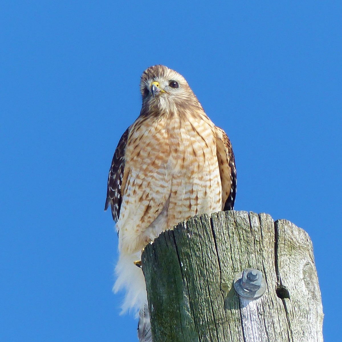 Red-shouldered Hawk - Marie Giroux