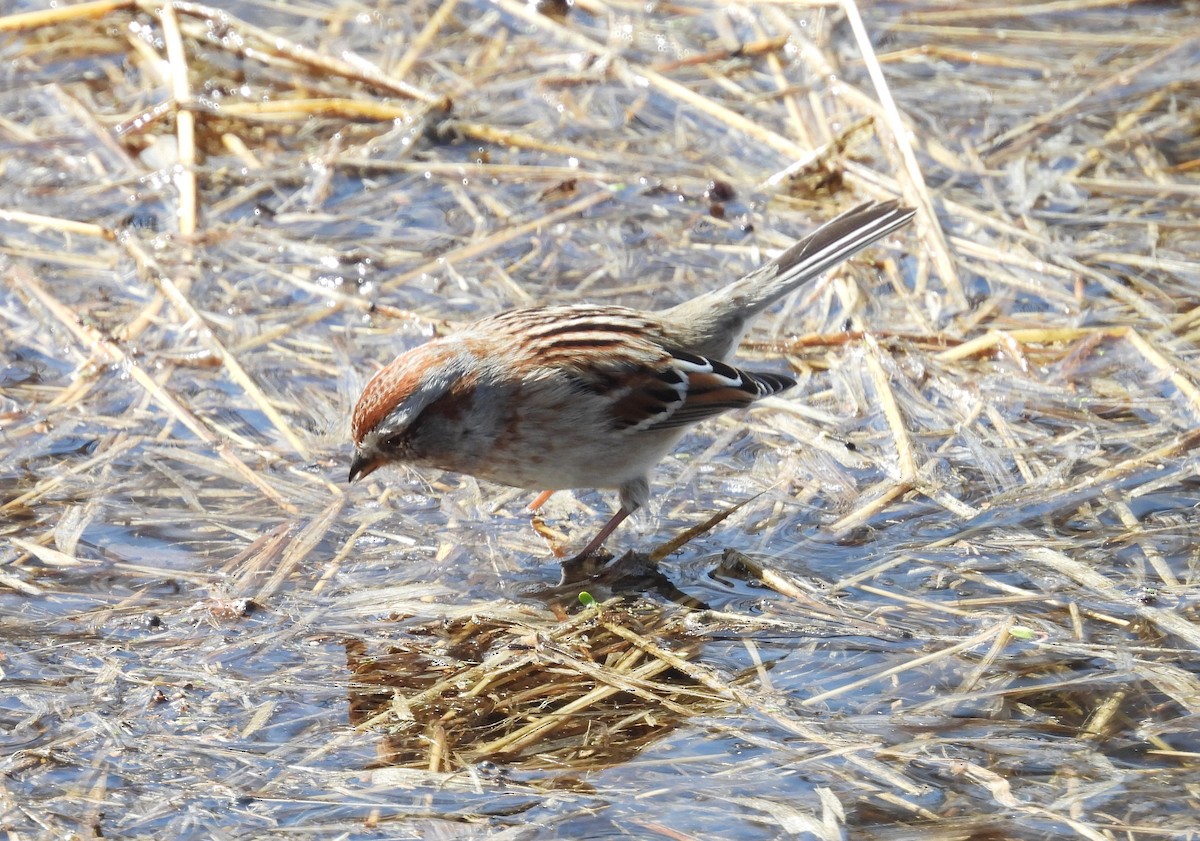 Hudson Körfezi Serçesi - ML552790321