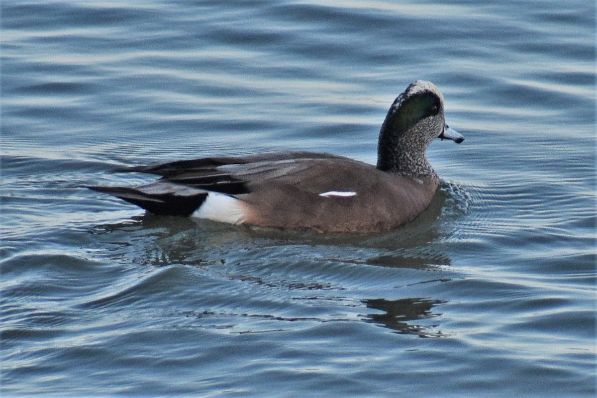 American Wigeon - Fred Werner