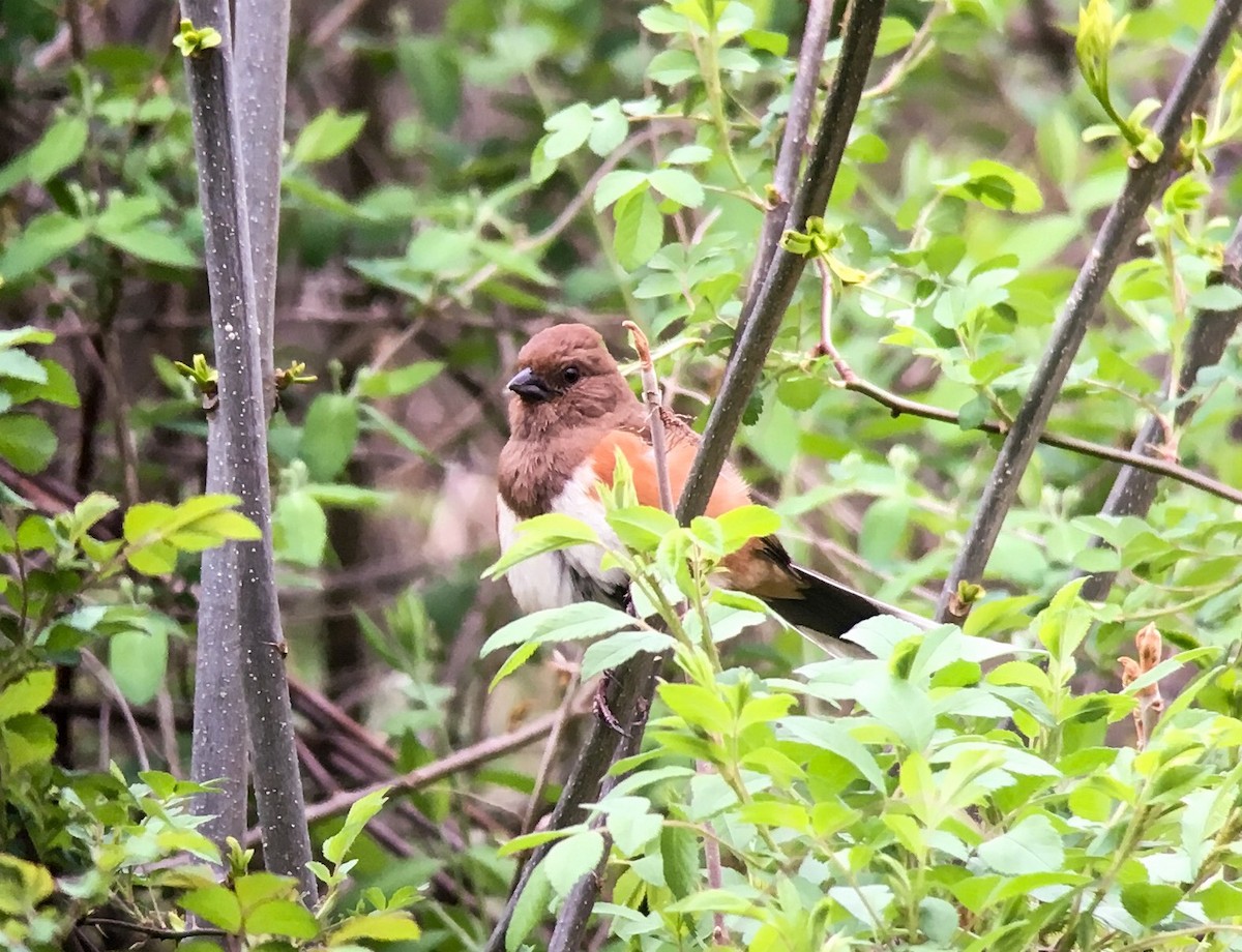 Eastern Towhee - ML55279101